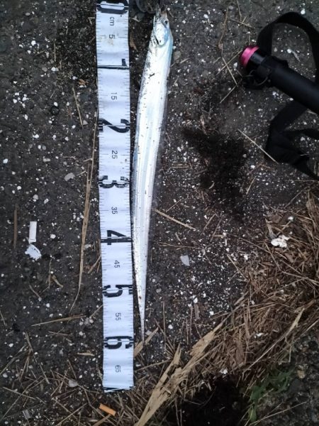 色々釣れました