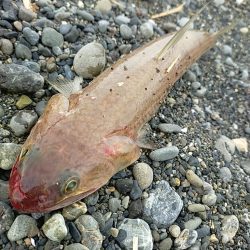 酷暑の夕マヅメ