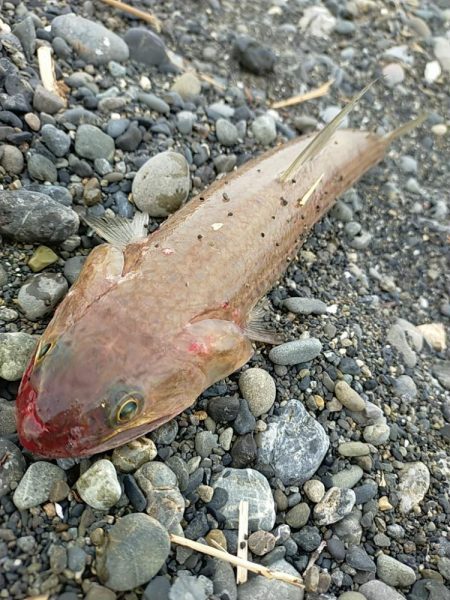 酷暑の夕マヅメ