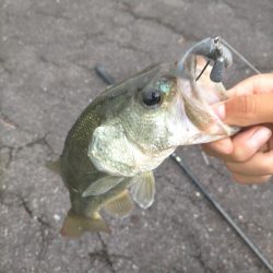 シーバスタックルでバス!!