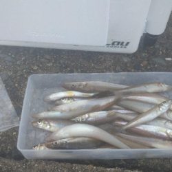 チョイ投げでキス釣り