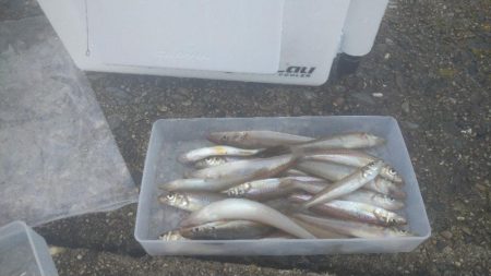 チョイ投げでキス釣り