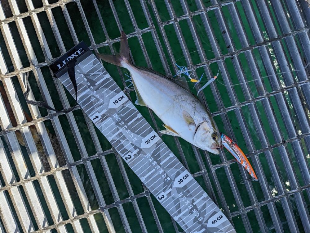 大型青物には見切られてしまいました…