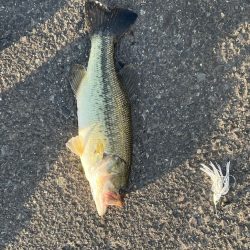 バスとナマズ！わわ