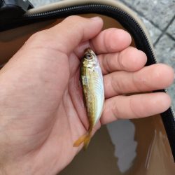 豆にもほどがある