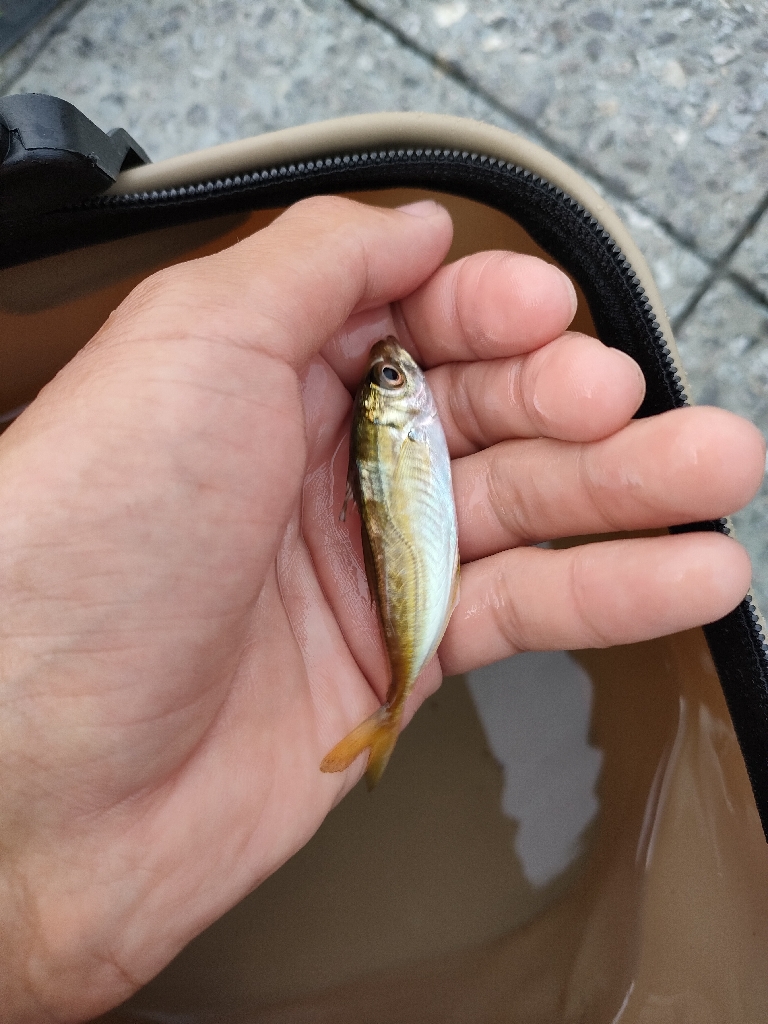 豆にもほどがある