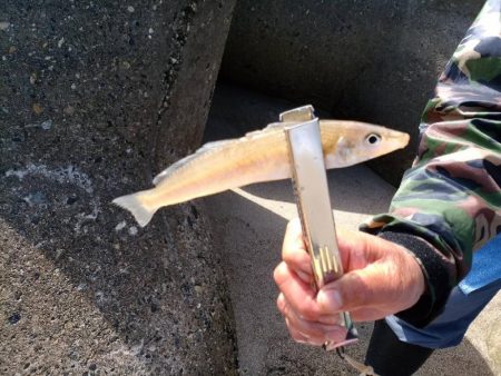 アスリートキスでキス爆釣