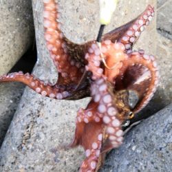 オクトパッシング 18