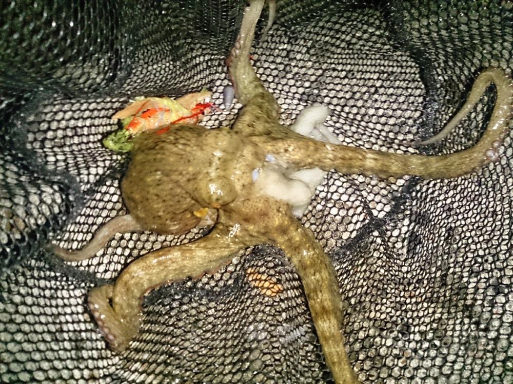 オクトパッシング