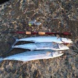 アジ狙いのはずなんです