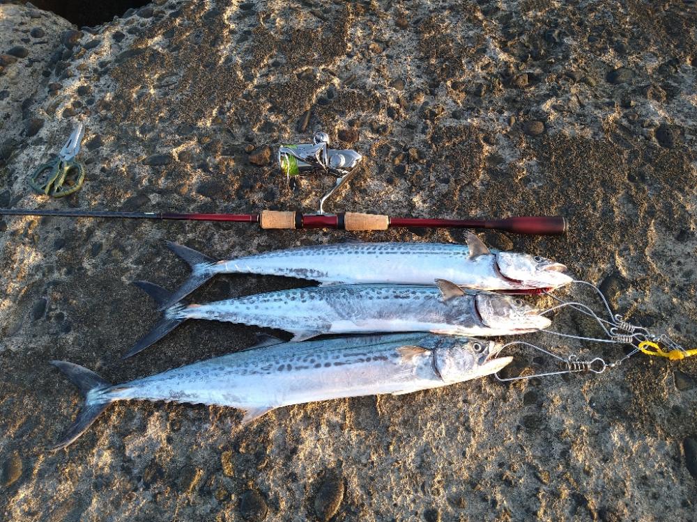 アジ狙いのはずなんです