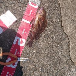 コフダイ釣りが五目釣りに