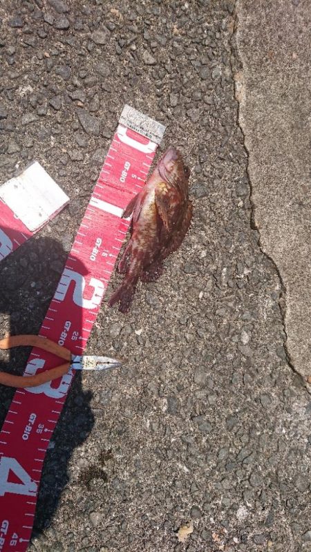 コフダイ釣りが五目釣りに