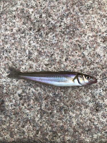 ちょい投げ釣り