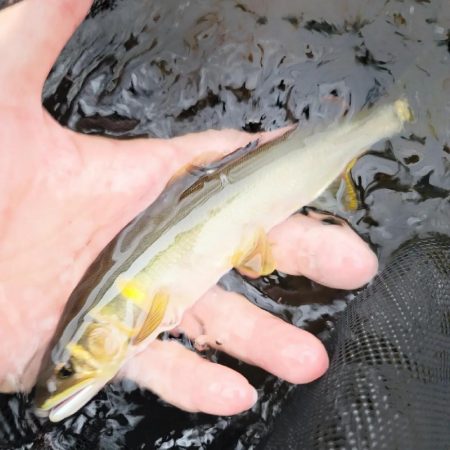 鮎釣り