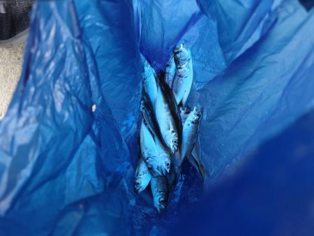 餌なしサビキにて