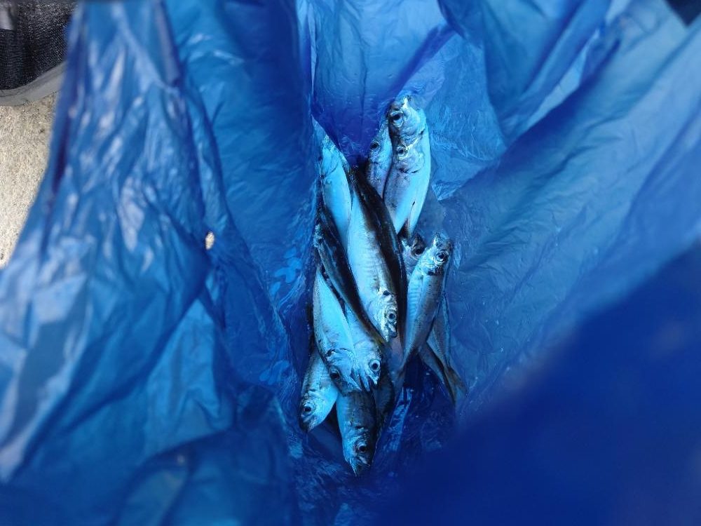 餌なしサビキにて