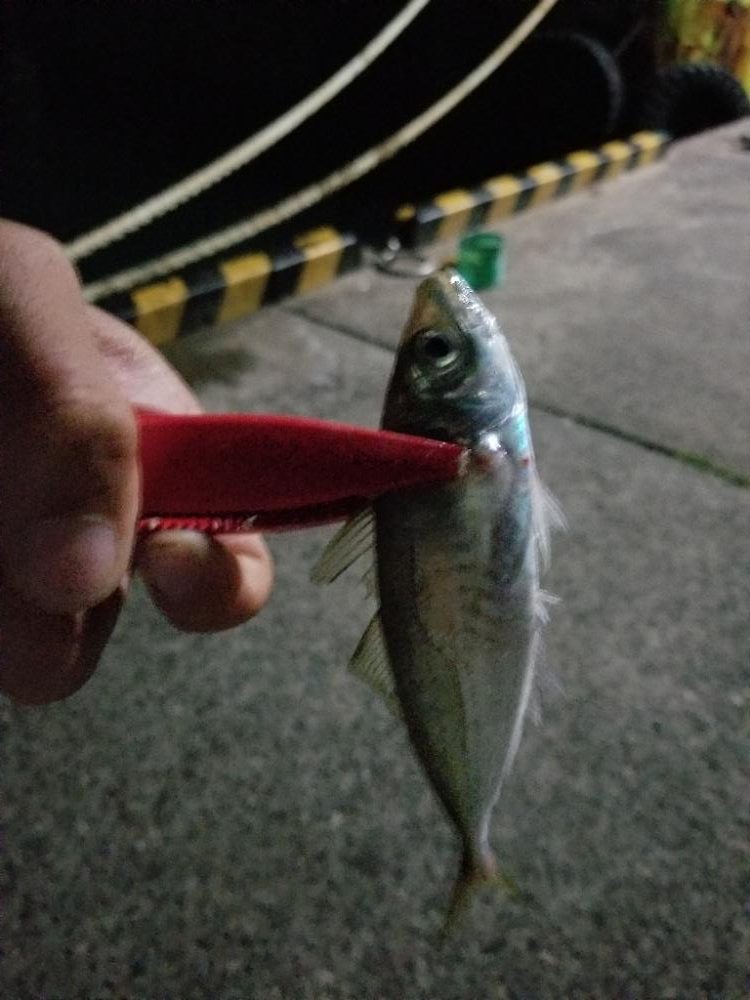 仕事帰りに🎣