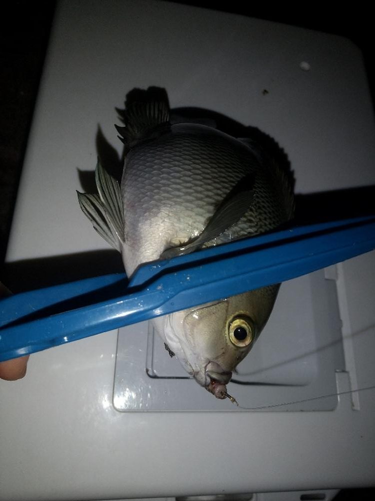 久しぶりのウキ釣り