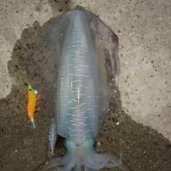 アオリイカエギング