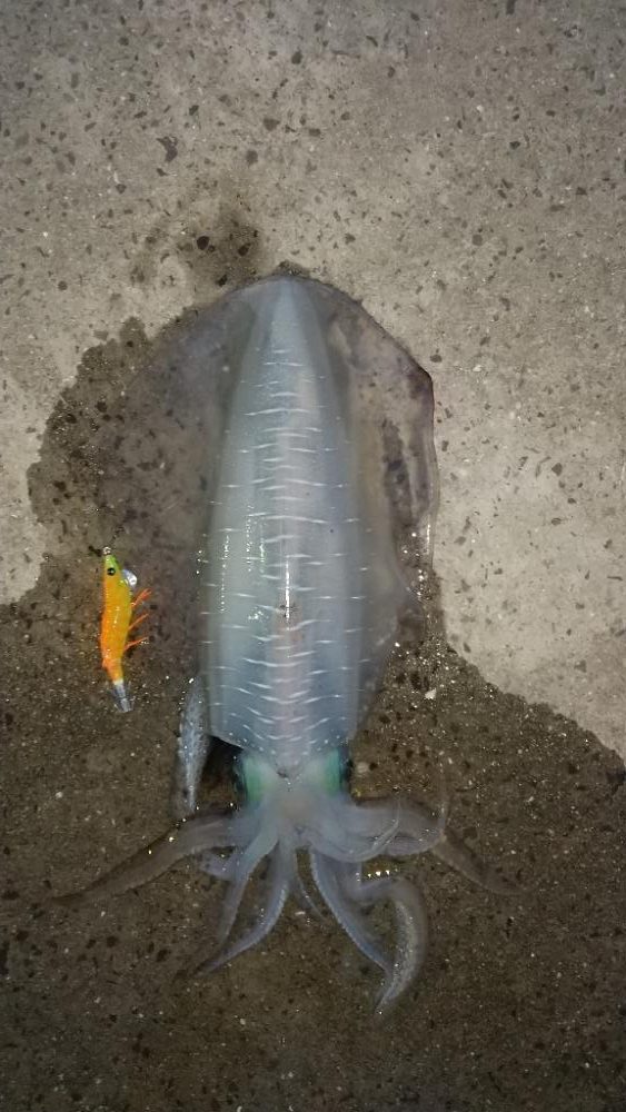 アオリイカエギング