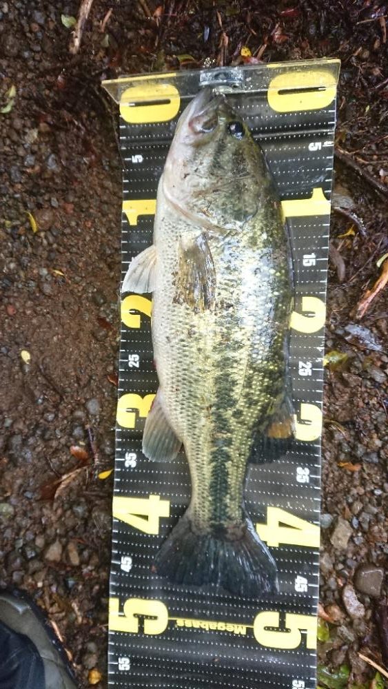 ジャッカルルアー祭り