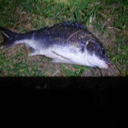 何とかチヌ一匹