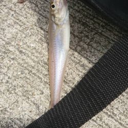 久々にキスのアタリを楽しみました♪