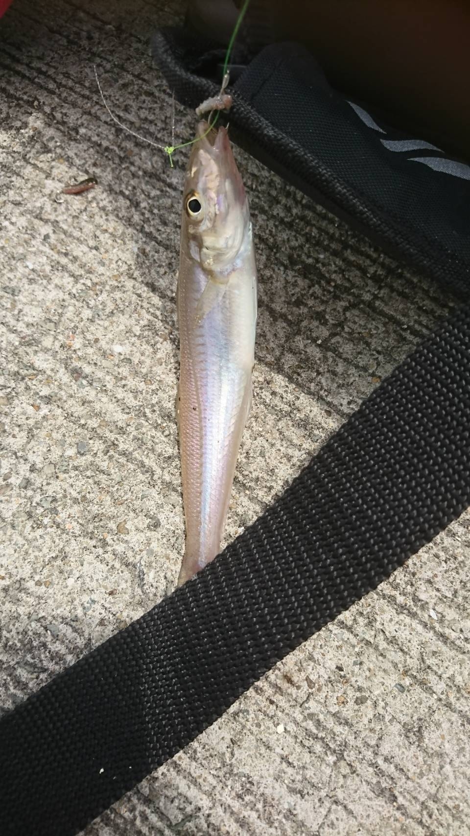 久々にキスのアタリを楽しみました♪