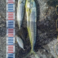 小浦一文字でシイラ