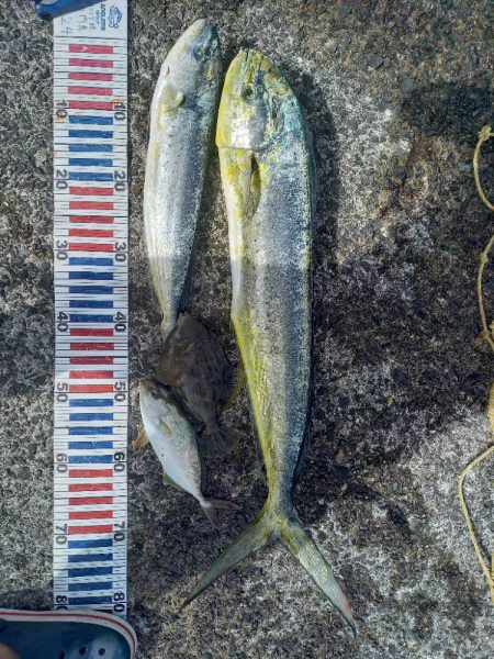 小浦一文字でシイラ