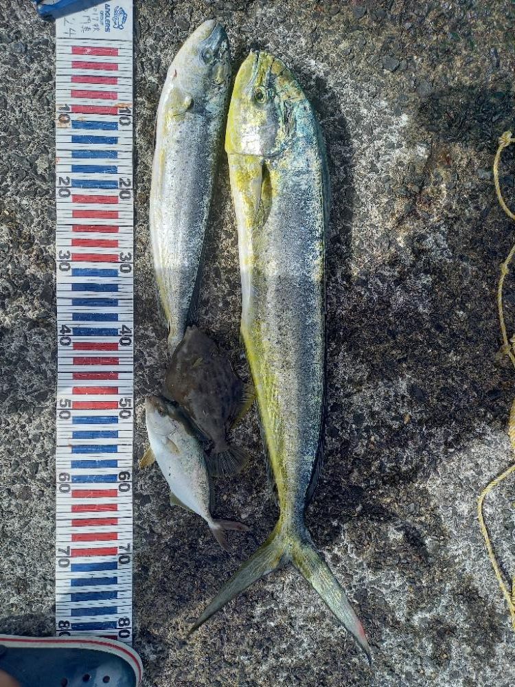 小浦一文字でシイラ