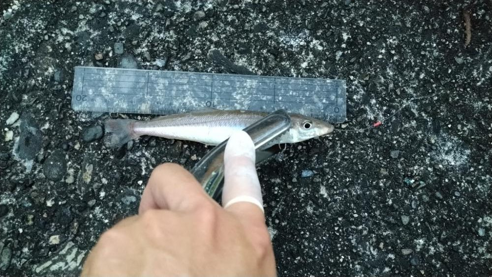 チョイ投げキス釣り〜いつものポイント入れず〜