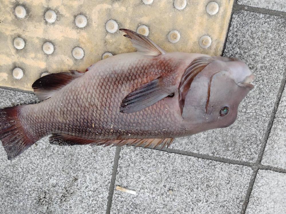 こいつがくるとは!!