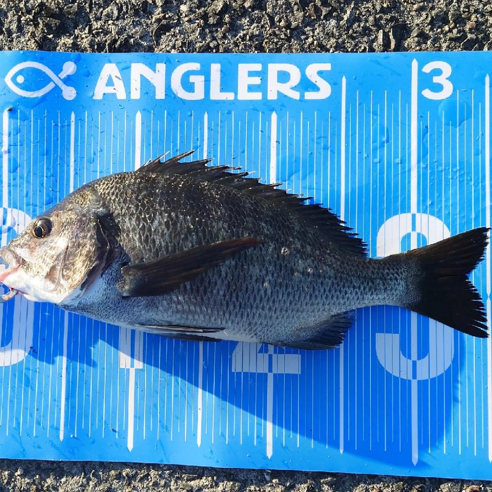 紀州釣りに挑戦