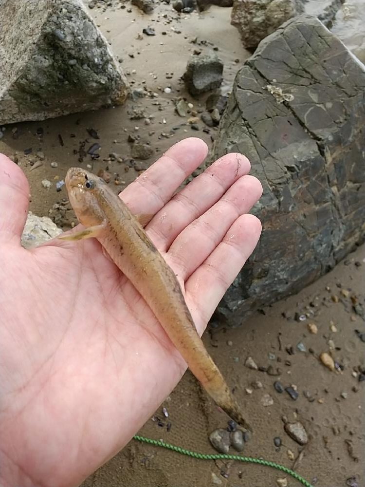 淀川手長エビのちハゼ