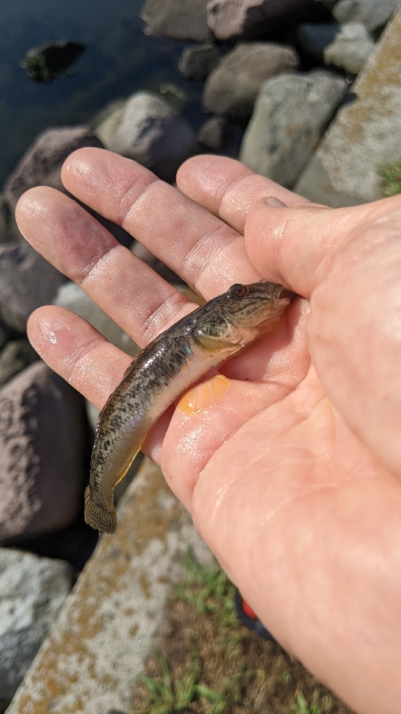 今年の旧中はかなりいい