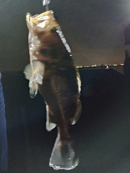 ジグヘッドに鯖切り身で釣果