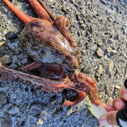 オクトパッシング 17