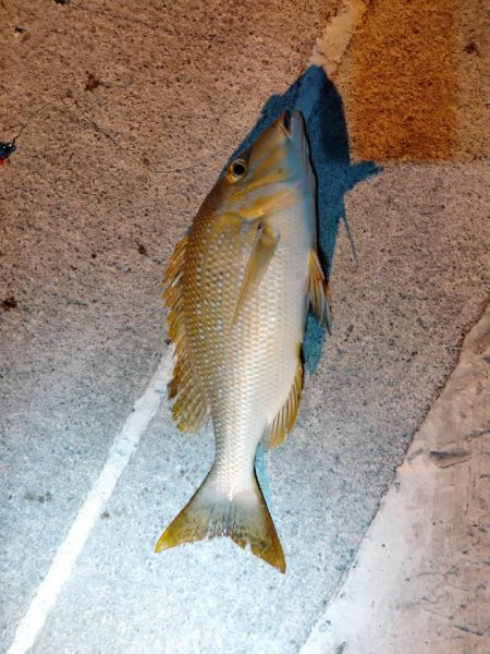 沖縄釣行最高のスタート!!