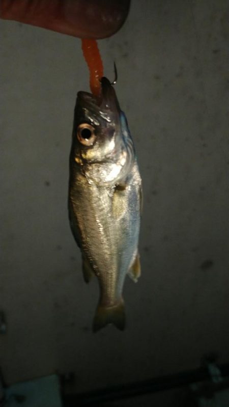 #1000スプールテスト釣行