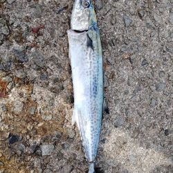 ナブラ撃ちでサゴシ2匹！！