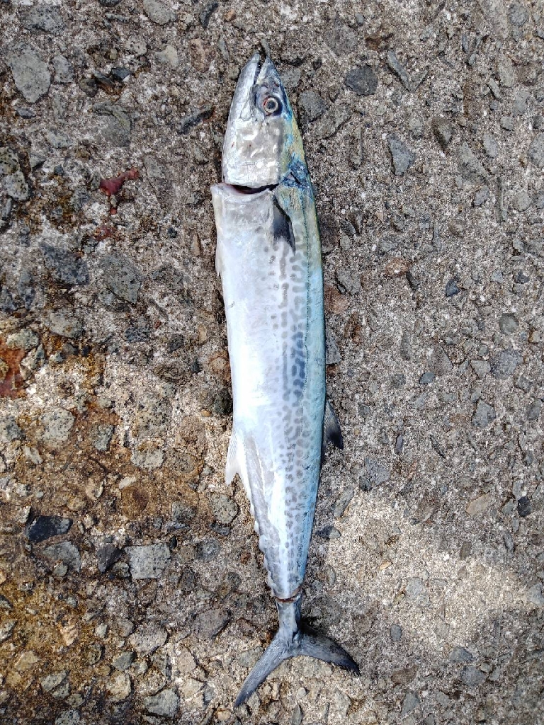 ナブラ撃ちでサゴシ2匹!!