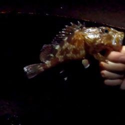 カサゴ・カサゴ・カサゴ( °_° )