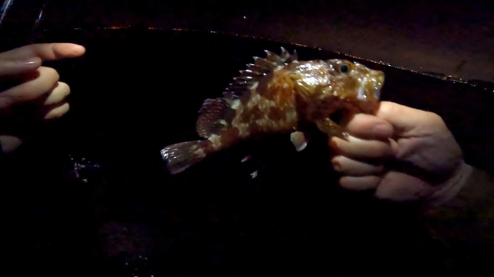 カサゴ・カサゴ・カサゴ( °_° )