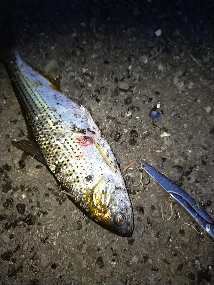 夕マズメの護岸