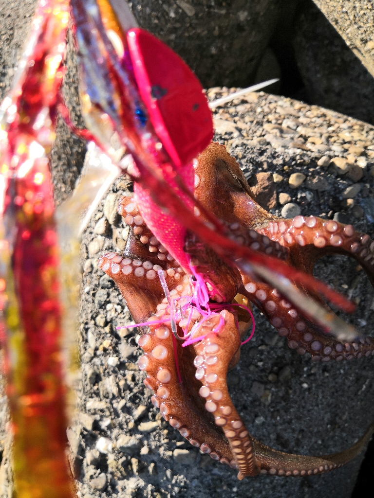 オクトパッシング 20