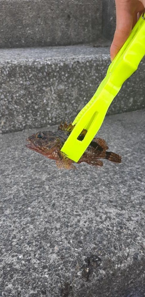 南港南でサバ アジ ガシラ大釣果‼️