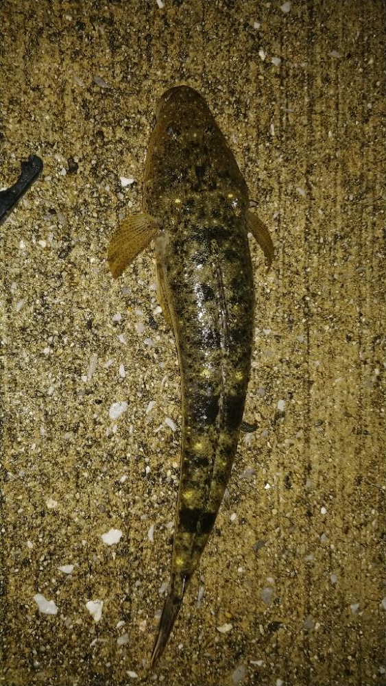 #1000スプール再テストライトソルト釣行