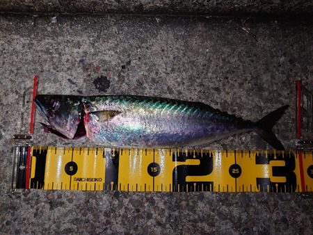 娘と初めてのサバ釣り。